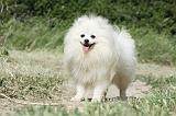 SPITZ ALLEMAND 415